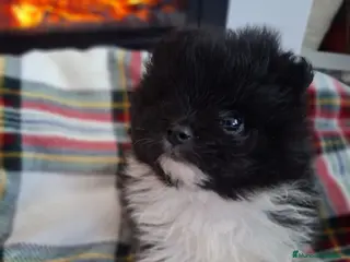 Pomerania perros POMERANIA ENCANTADOR - Anuncio 1