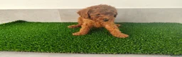 Caniche Toy perros en venta: Caniches toy - Anuncio 32