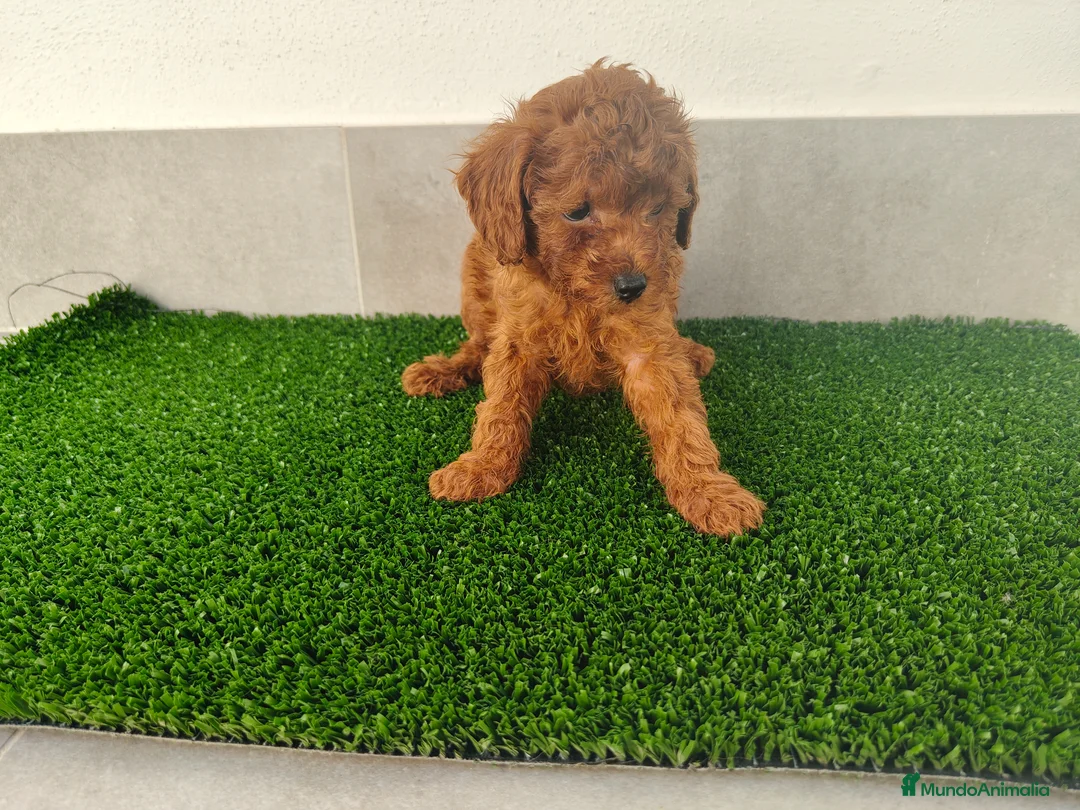 Caniche Toy perros en venta: Caniches toy - Anuncio 32