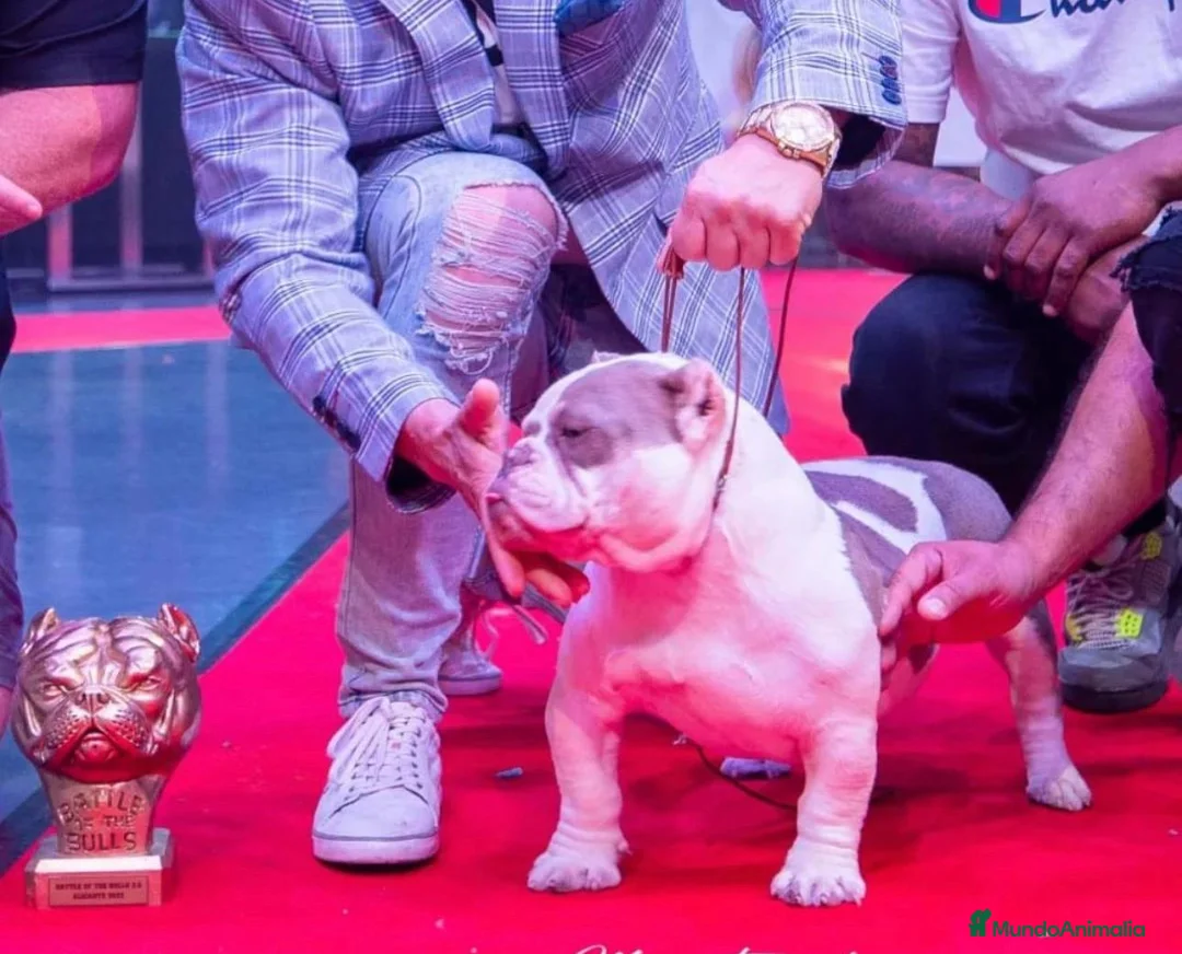 American Bully perros en venta: American Bully hembra micro una pasada  - Anuncio 6