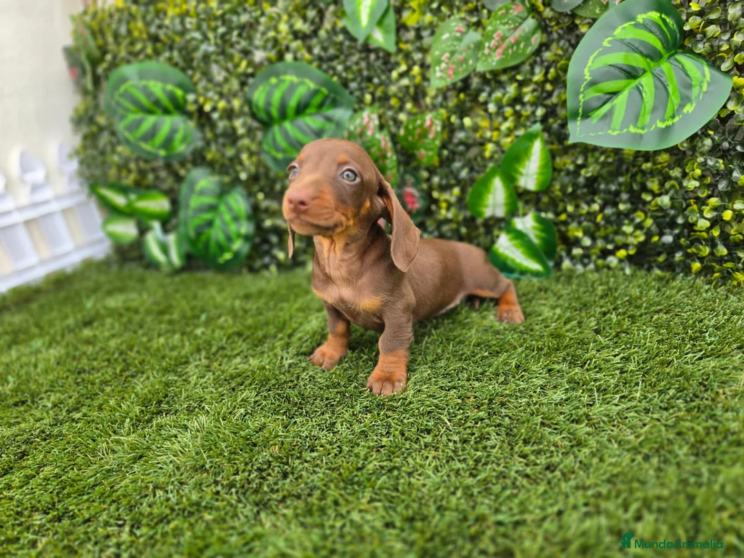 Teckel Miniatura perros en venta: TECKEL MINI & KANNINCHEN CHOCOLATE - Anuncio 2