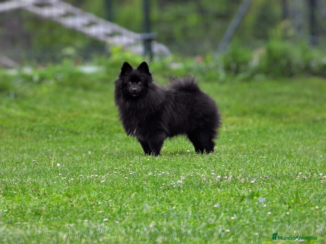 Pomerania perros en venta: Preciosos cachorros de pomerania - Imagen 12