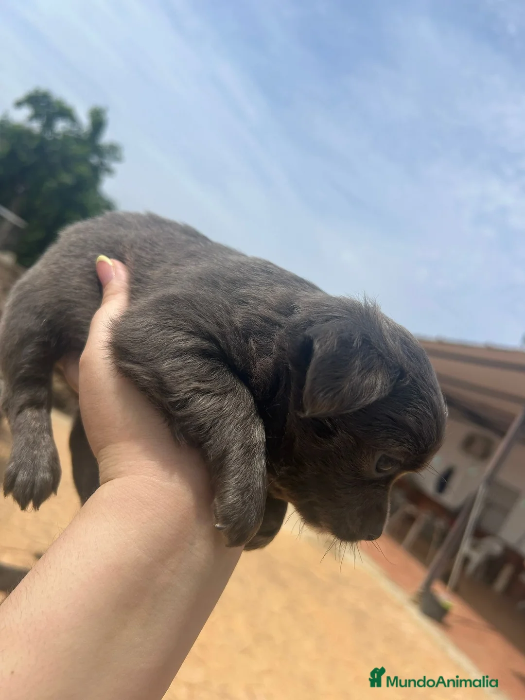 Chihuahua perros en venta: Chihuahuas de pelo largo🐶🐾 en Cádiz - Anuncio 7