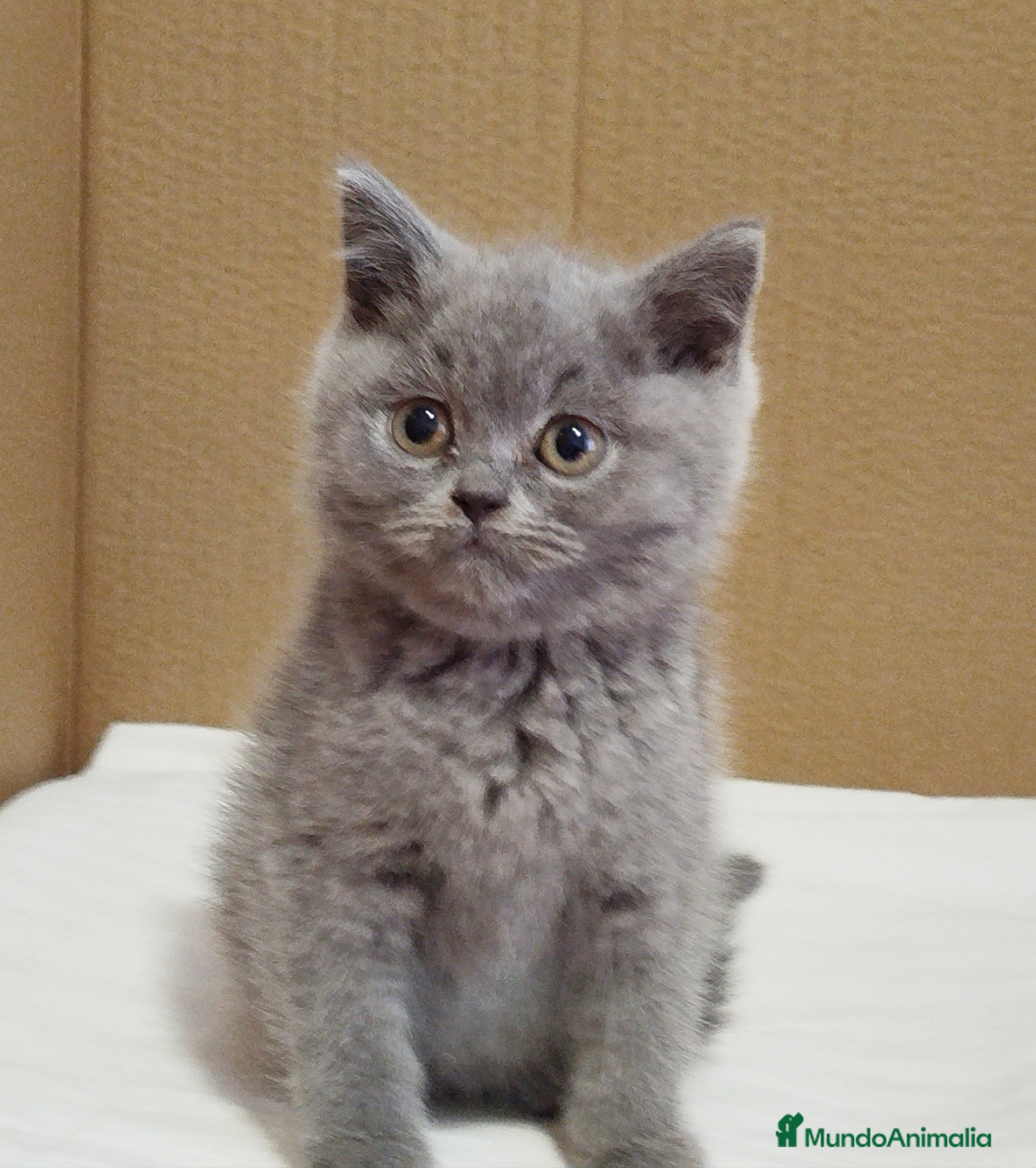 Británico de Pelo Corto Azul gatos British Shorthair  - Anuncio 8