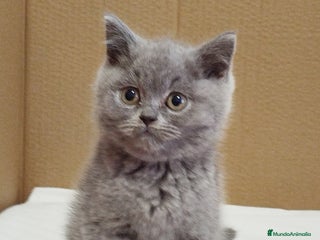 Británico de Pelo Corto Azul gatos British Shorthair - Anuncio 8