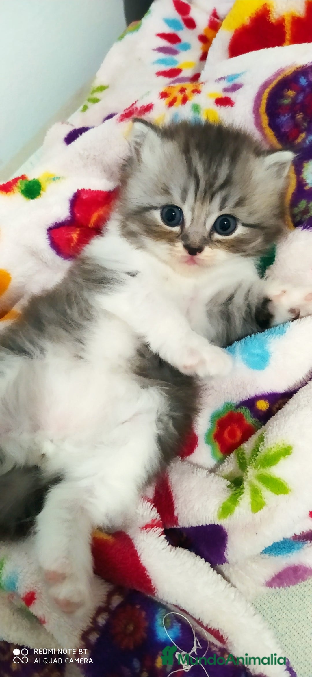 Persa gatos en venta: Gatos persa - Anuncio 3