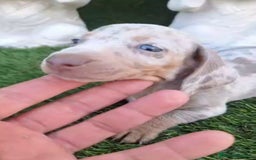 Teckel perros en venta: Teckel Arlequin Isabello - Anuncio 6