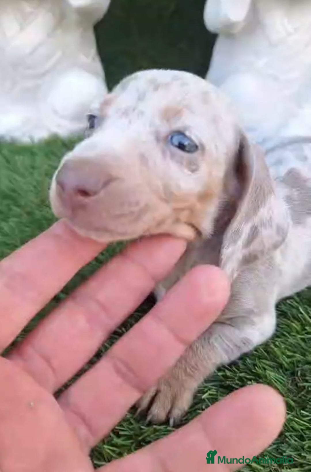 Teckel perros en venta: Teckel Arlequin Isabello - Anuncio 6