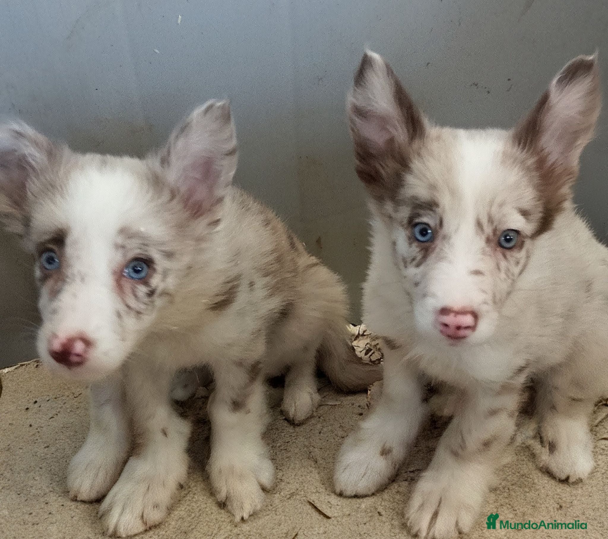 Border Collie perros Border Collie  - Anuncio 27