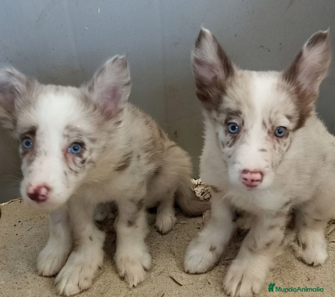 Border Collie perros en venta: Border Collie  - Anuncio 1