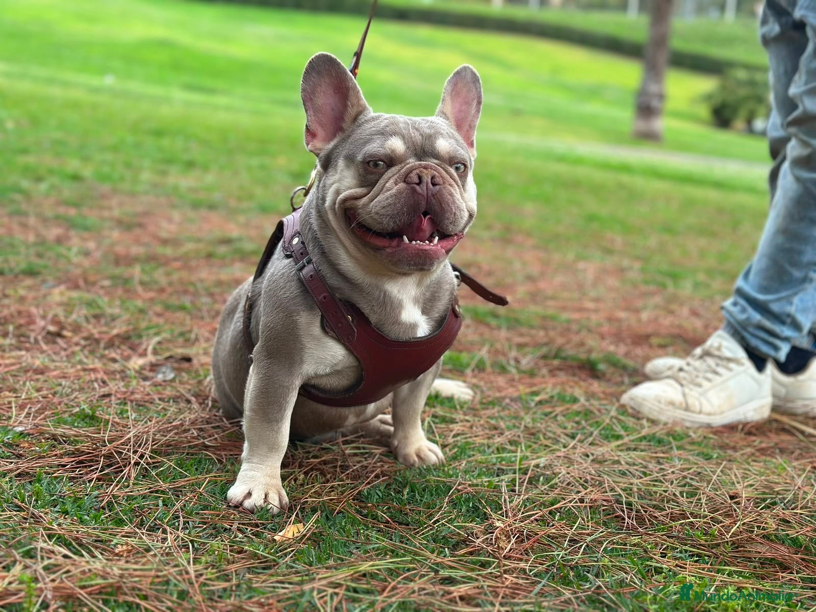 Bulldog Francés perros Cachorros de bulldog francés - Anuncio 2