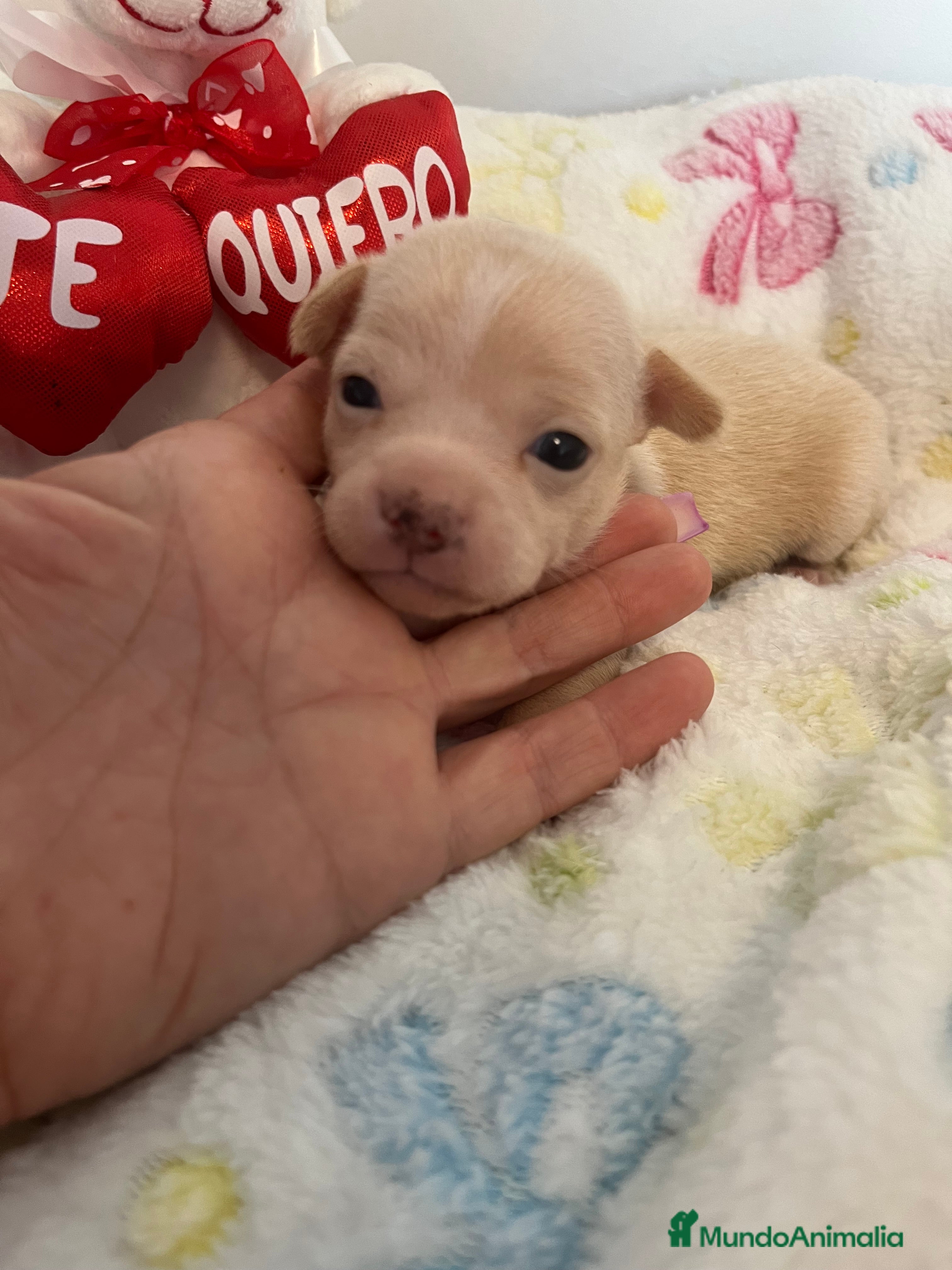 Chihuahua perros Chihuahuas miniaturas - Anuncio 32