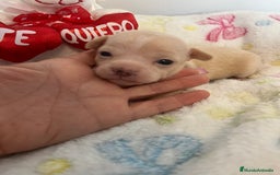 Chihuahua perros en venta: Chihuahuas miniaturas - Imagen 1