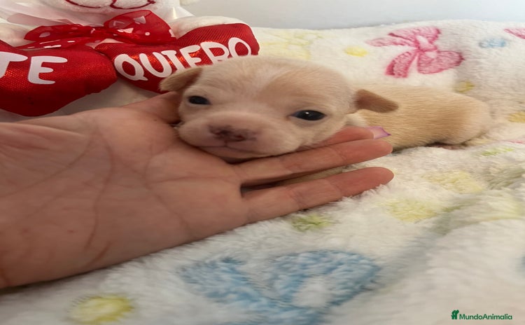 Chihuahua perros - Propaganda 10