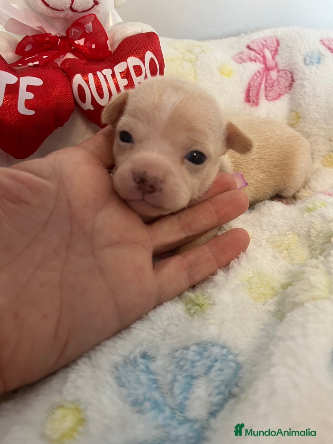 Chihuahua perros en venta: Chihuahuas miniaturas - Imagen 1