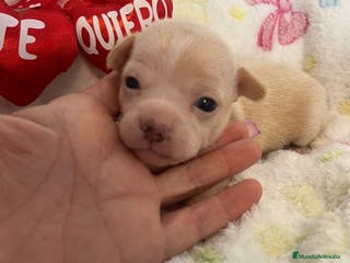 Chihuahua perros Chihuahuas miniaturas - Anuncio 8