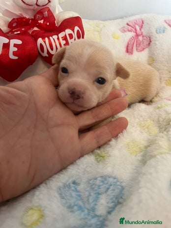 Chihuahua perros - Anuncio 6