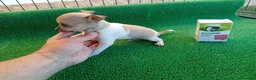 Chihuahua perros en venta: Cachorros Chihuahua PRECIO REAL - Anuncio 2