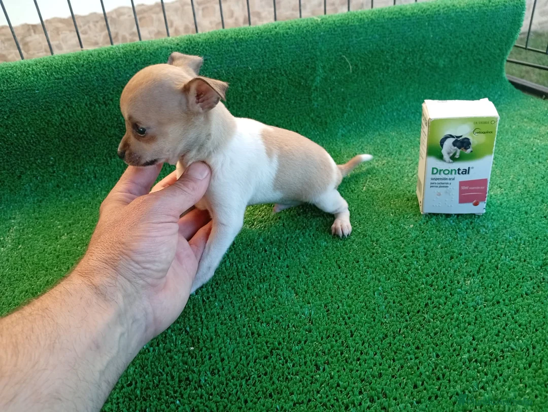 Chihuahua perros en venta: Cachorros Chihuahua PRECIO REAL - Anuncio 2