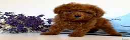 Caniche Toy perros en venta: Caniche toy hembra disponible tacita de té! - Anuncio 4