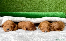 Caniche Toy perros en venta: Caniches Toy  - Imagen 3