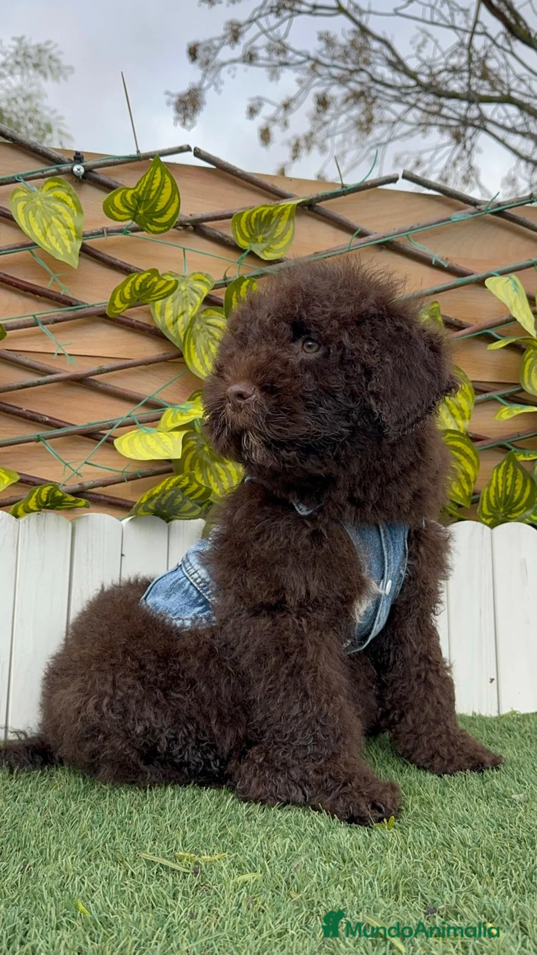 Perro de Agua Español perros en venta: PERRO DE AGUA ESPAÑOL - Anuncio 4