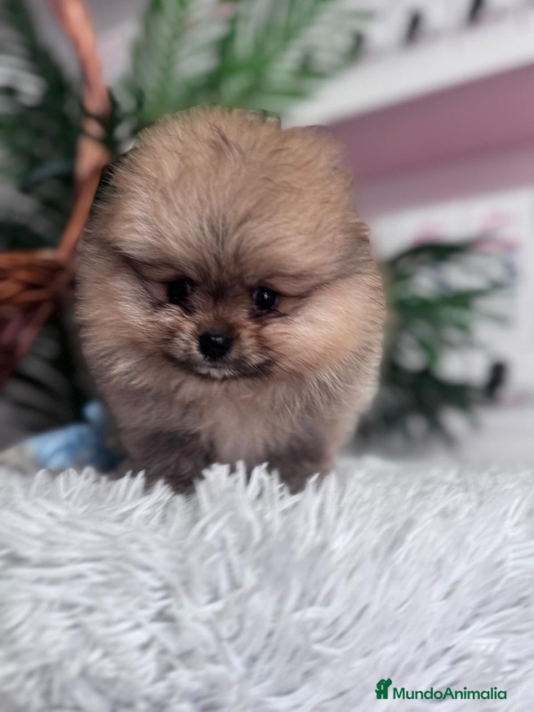 Pomerania perros en venta: POMERANIA CARITA DE OSITO - Anuncio 4