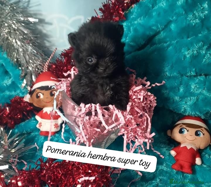 Pomerania perros Hembras de pomerania enanas  - Anuncio 6