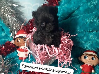 Pomerania perros Hembras de pomerania enanas - Anuncio 6