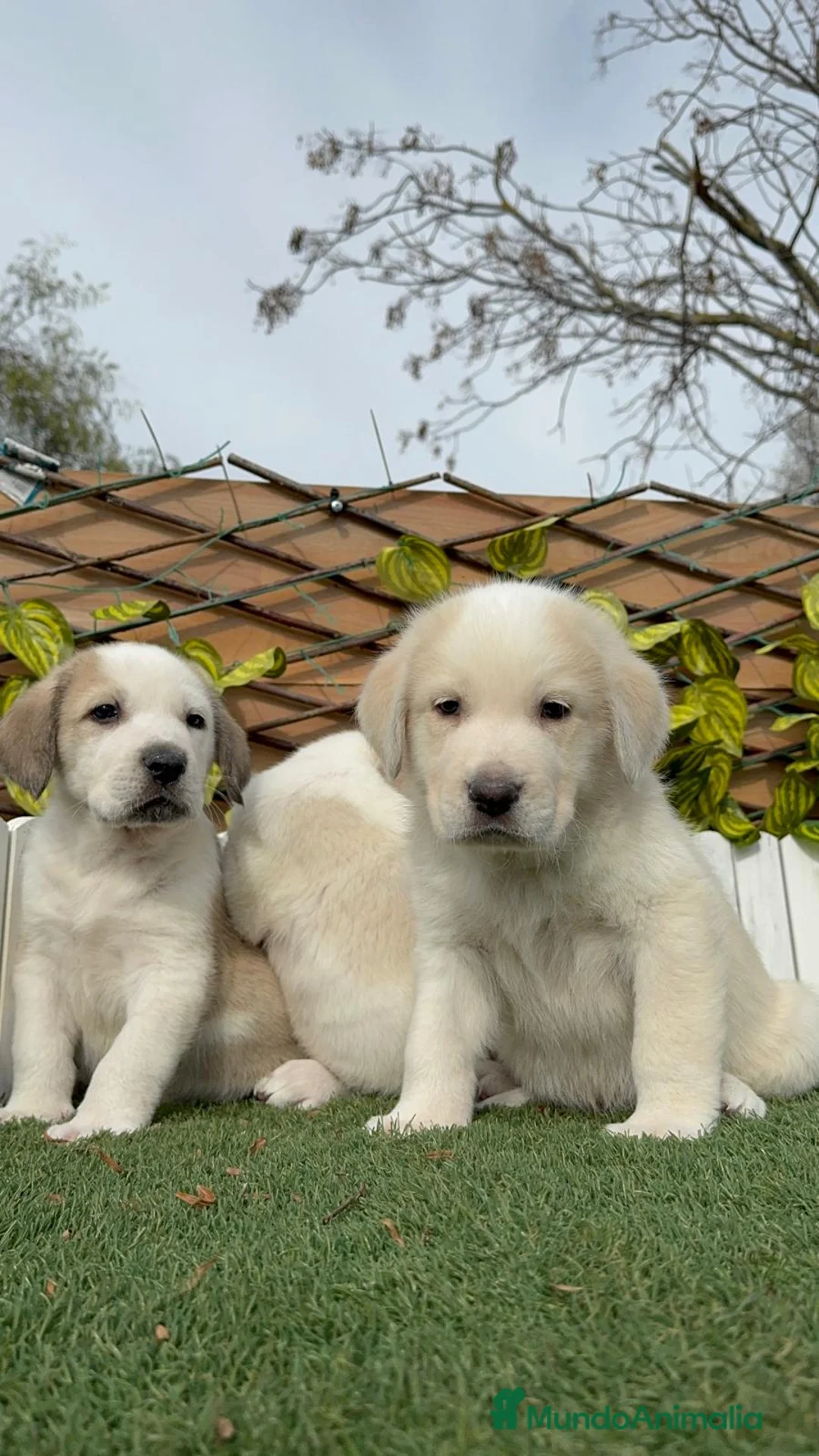 Mastín Español perros en venta: MASTIN ESPAÑOL MACHO - Anuncio 5