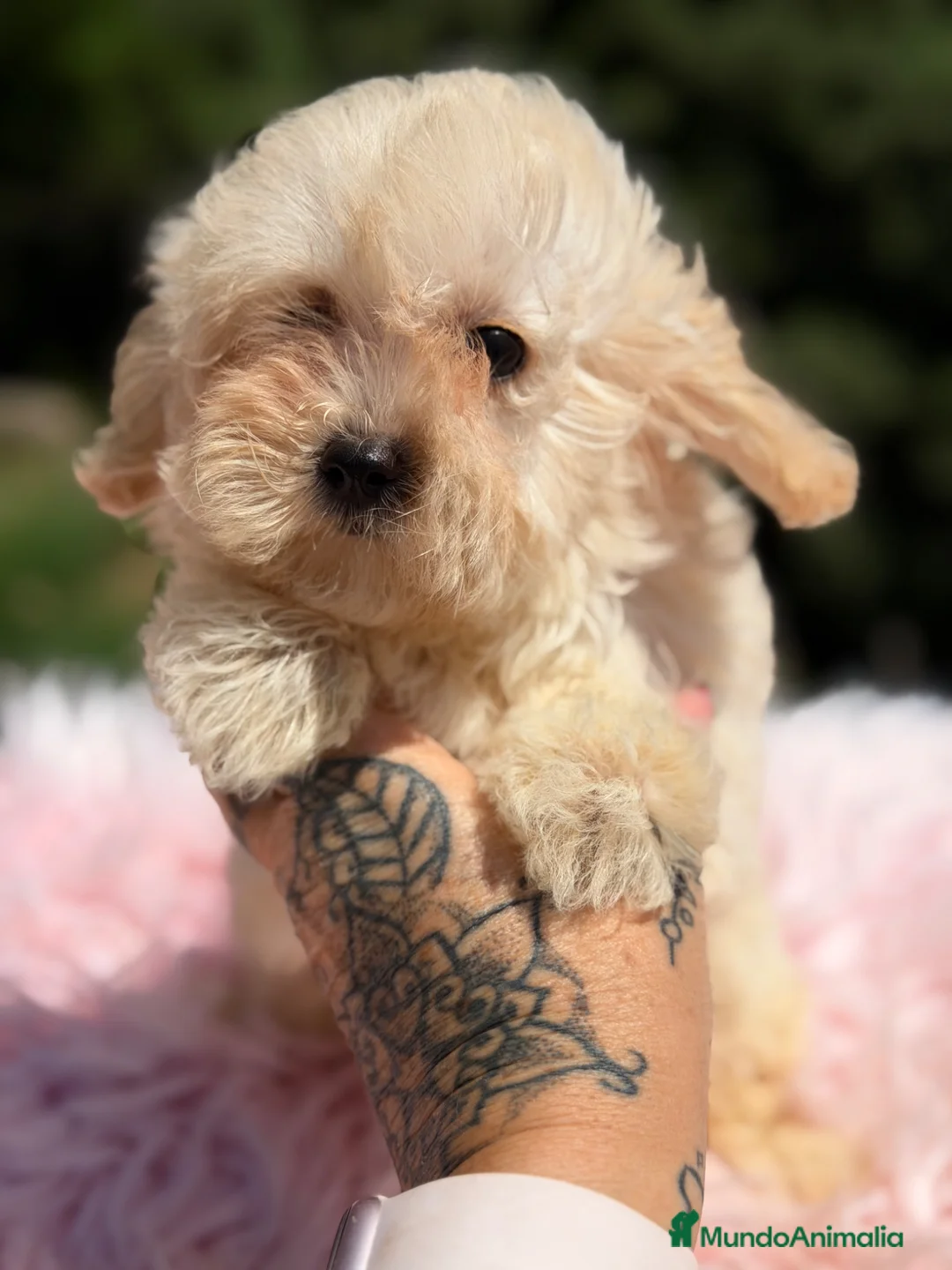 Maltipoo perros en venta: Maltipoo f1  - Anuncio 2