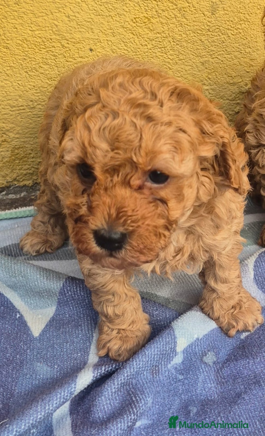 Caniche Toy perros en venta: Caniche toys  - Anuncio 7