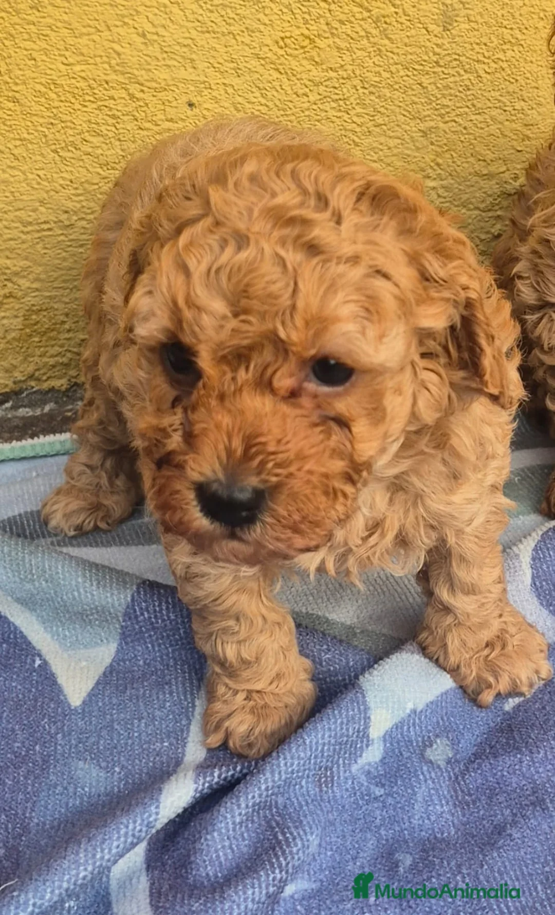 Caniche Toy perros en venta: Caniche toys  - Anuncio 7