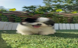 Pomerania perros en venta: POMERANIA HEMBRA - Imagen 1