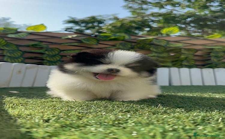 Pomerania perros - Anuncio 1