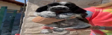 Cocker Spaniel Inglés 1