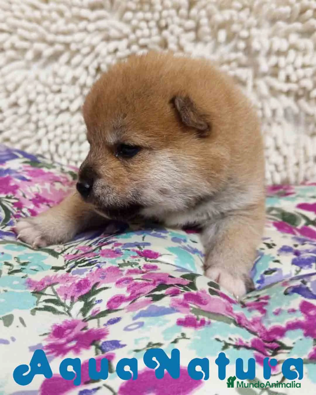 Shiba Inu perros en venta: Shiba Inu Hembra de Maya y Silvio 1829- AQUANATURA en Barcelona - Anuncio 5