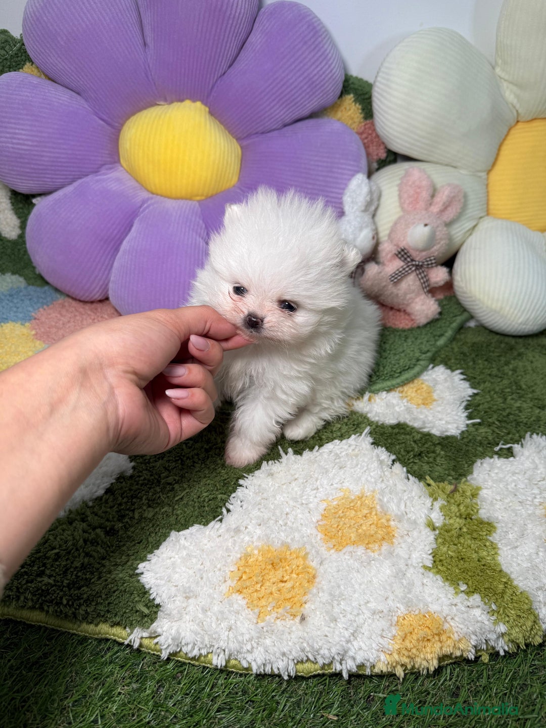 Pomerania perros en venta: Lulu de Pomerania Blanco Puro - Anuncio 3
