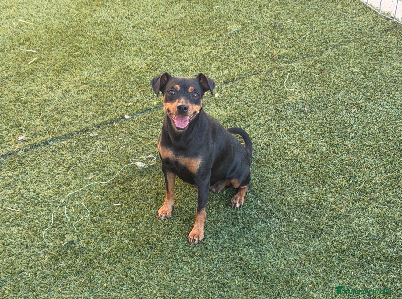 Pinscher Miniatura perros Preciosa perrita  - Anuncio 2