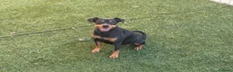 Pinscher Miniatura perros en venta: Preciosa perrita  - Anuncio 1