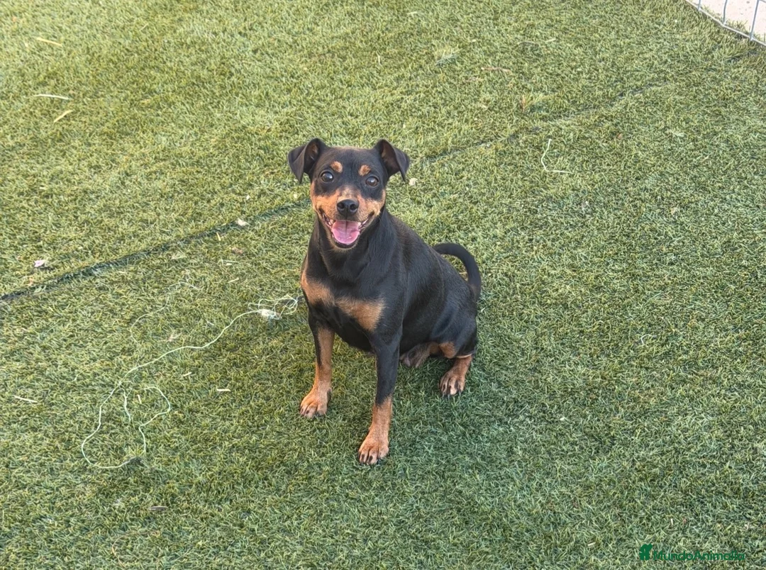 Pinscher Miniatura perros en venta: Preciosa perrita  - Anuncio 1