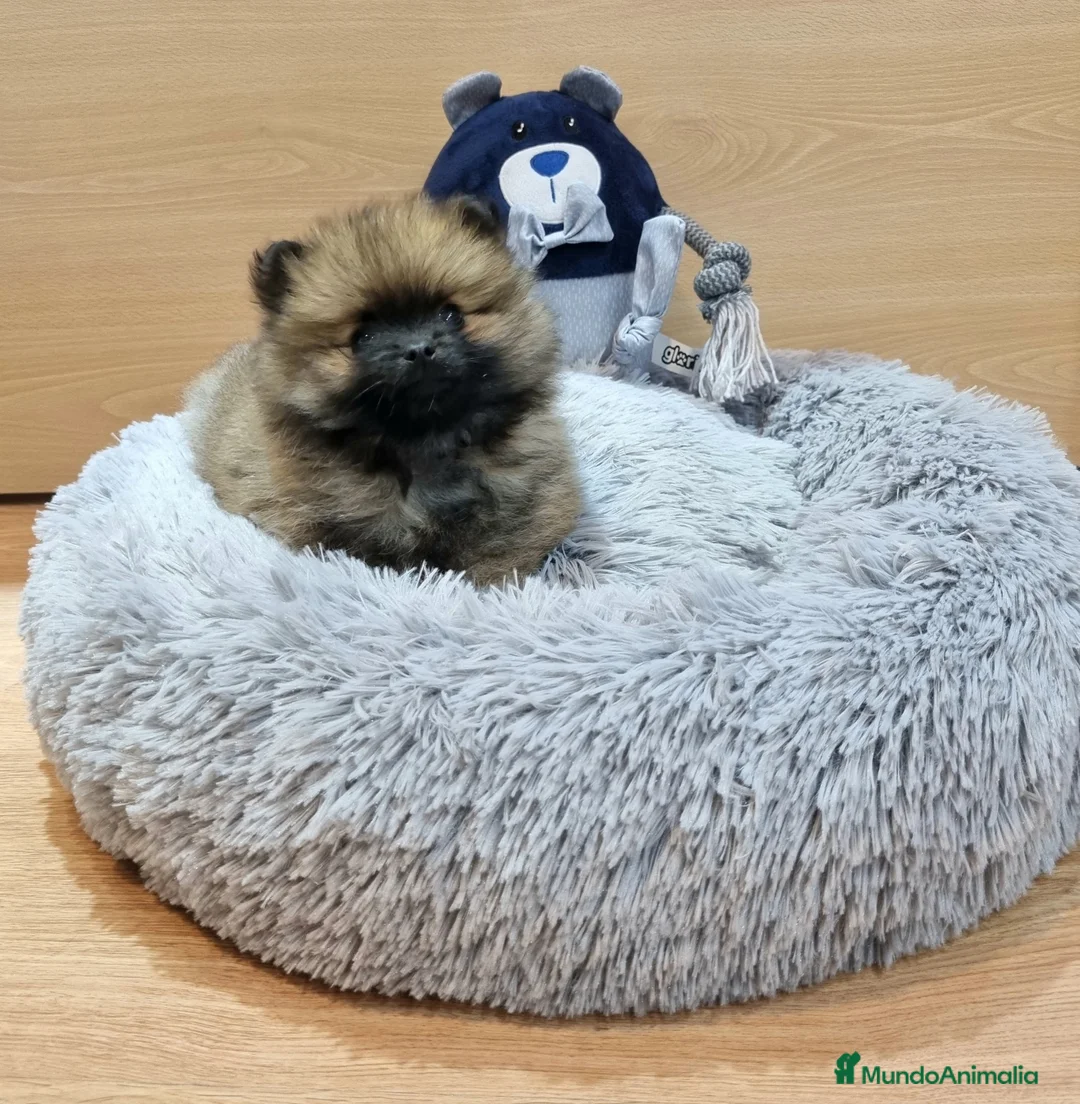 Pomerania perros en venta: Lulú de Pomerania - Anuncio 2