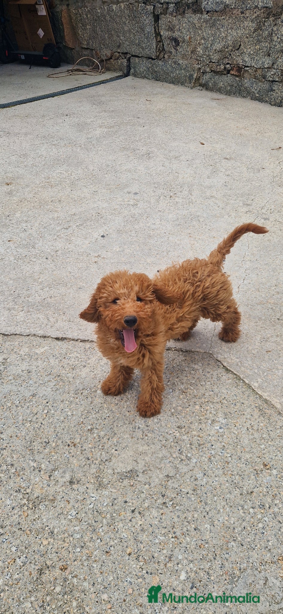 Goldendoodle perros Goldendoodle - Anuncio 27