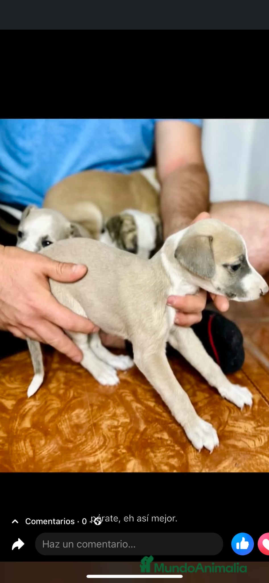 Whippet perros en venta: WHIPPET PUPPY  - Anuncio 1