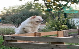 Chow Chow perros en venta: Chow chow  - Imagen 2