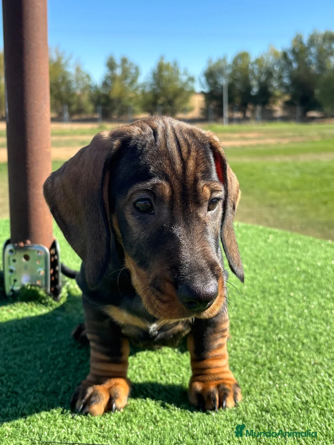 Teckel Miniatura perros en venta: Macho Teckel pelo duro  - Anuncio 3