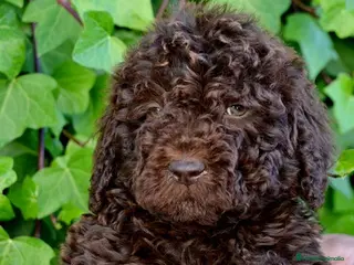 Perro de Agua Español perros CAMADA PERRO DE AGUA - Anuncio 26