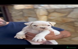 Boxer perros en venta: Hembra blanca de boxer - Imagen 3