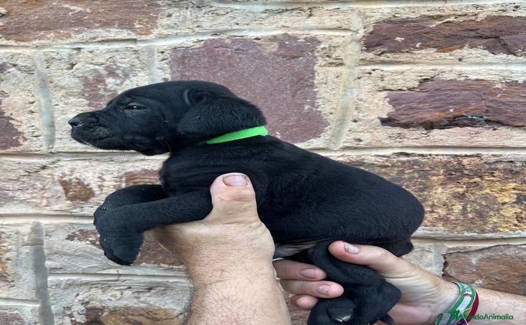 Cane Corso perros - Propaganda 1