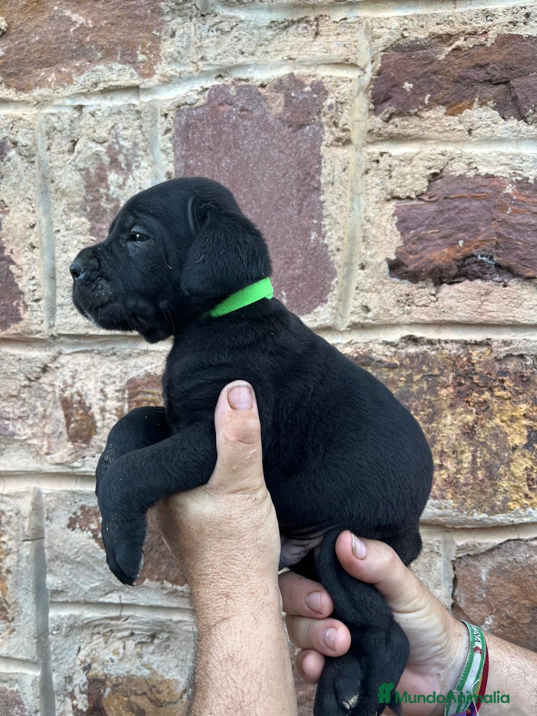 Cane Corso perros en venta: CACHORRO DE CANE CORSO - Imagen 1